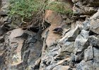 Rotskruiper (Wallcreeper) (Tichodroma muraria) - Yolin Am 22-08-2016 (10)
